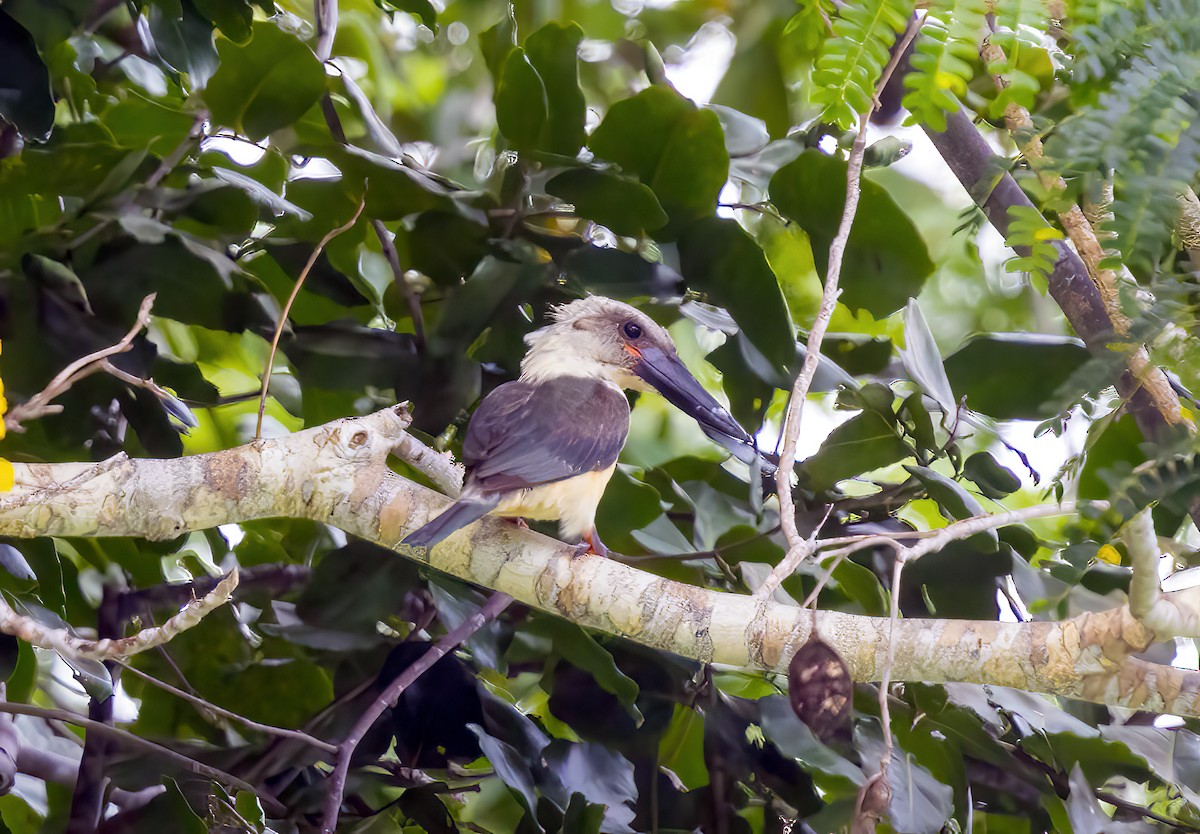 Alción Piquinegro - ML645839358