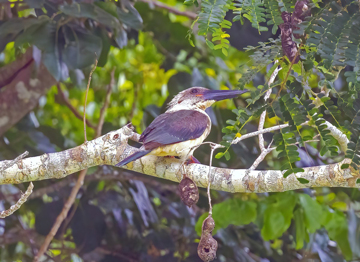 Alción Piquinegro - ML645839359