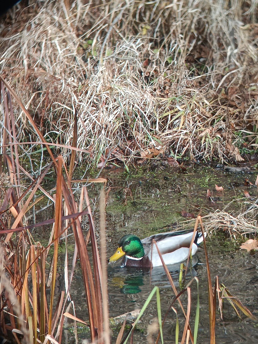 Ánade Azulón - ML645839360