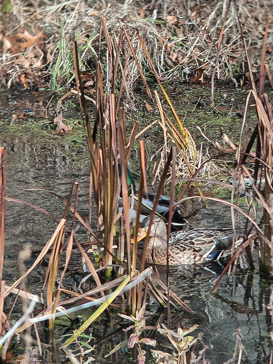 Ánade Azulón - ML645839361