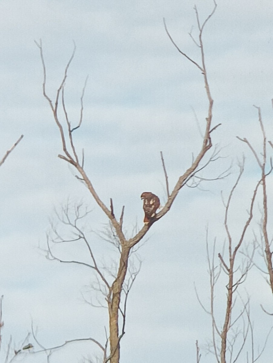Busardo Colirrojo - ML645839362