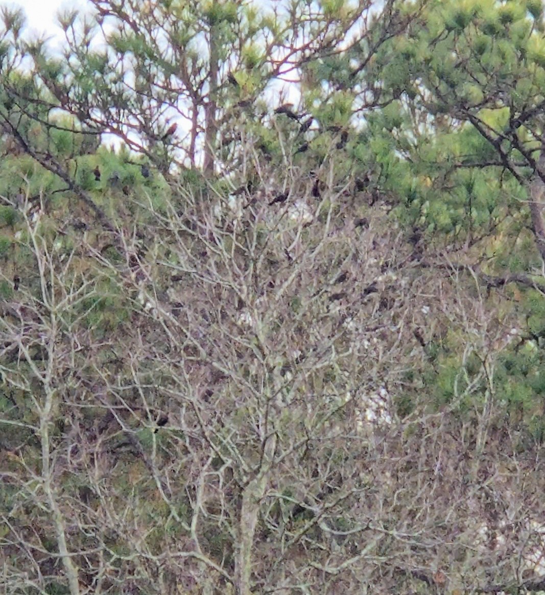 Braunkopf-Kuhstärling - ML645839363