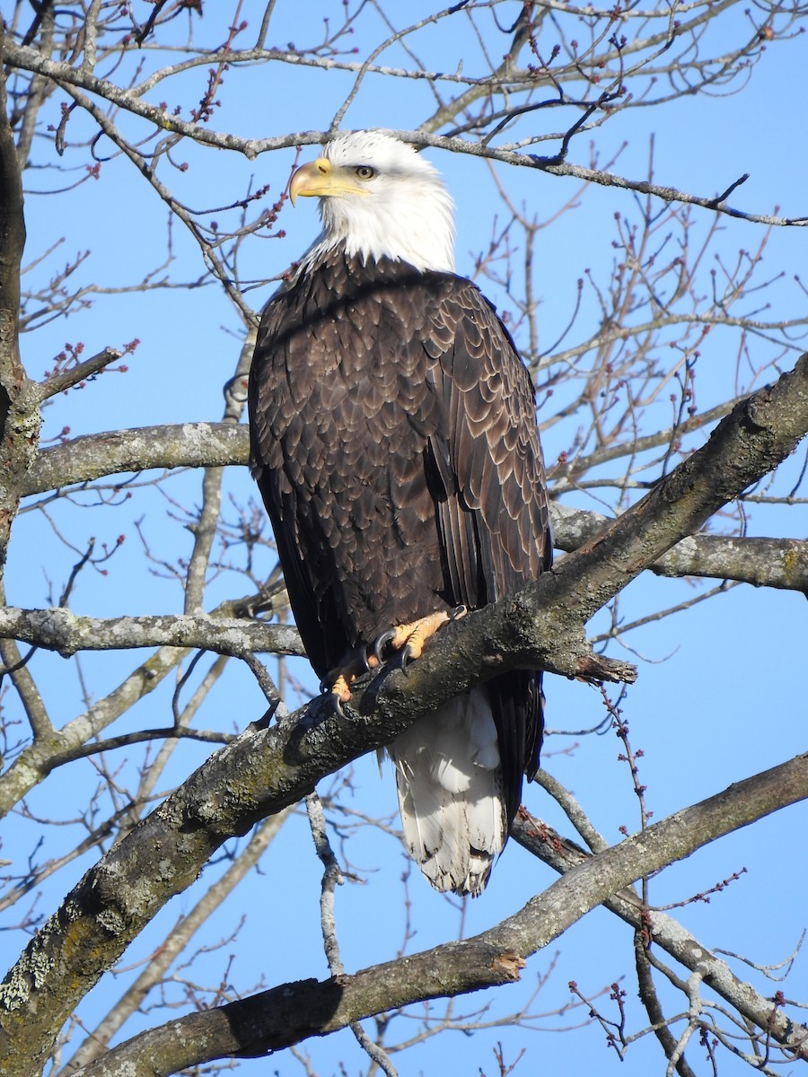 Pigargo Americano - ML645839364