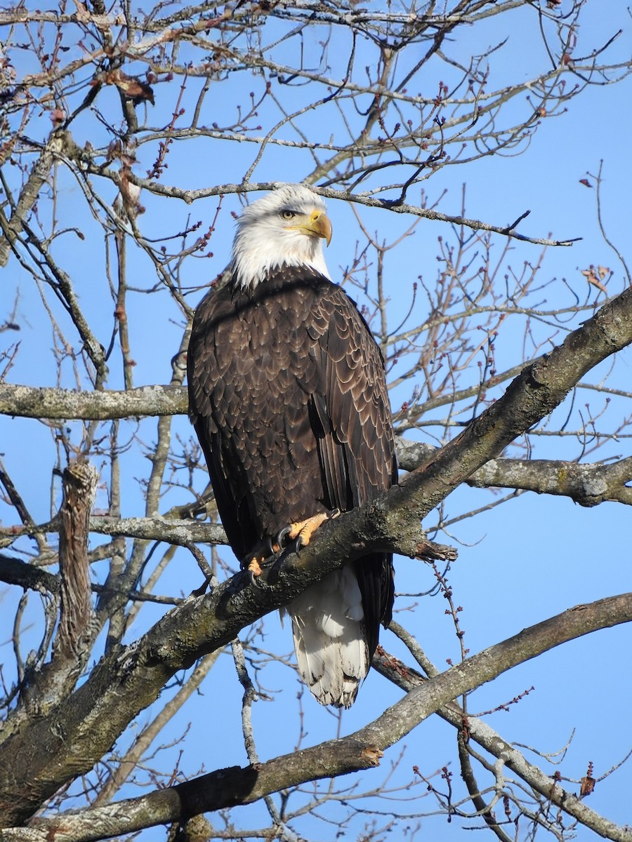 Pigargo Americano - ML645839365