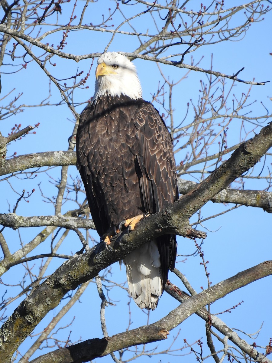 Pigargo Americano - ML645839366