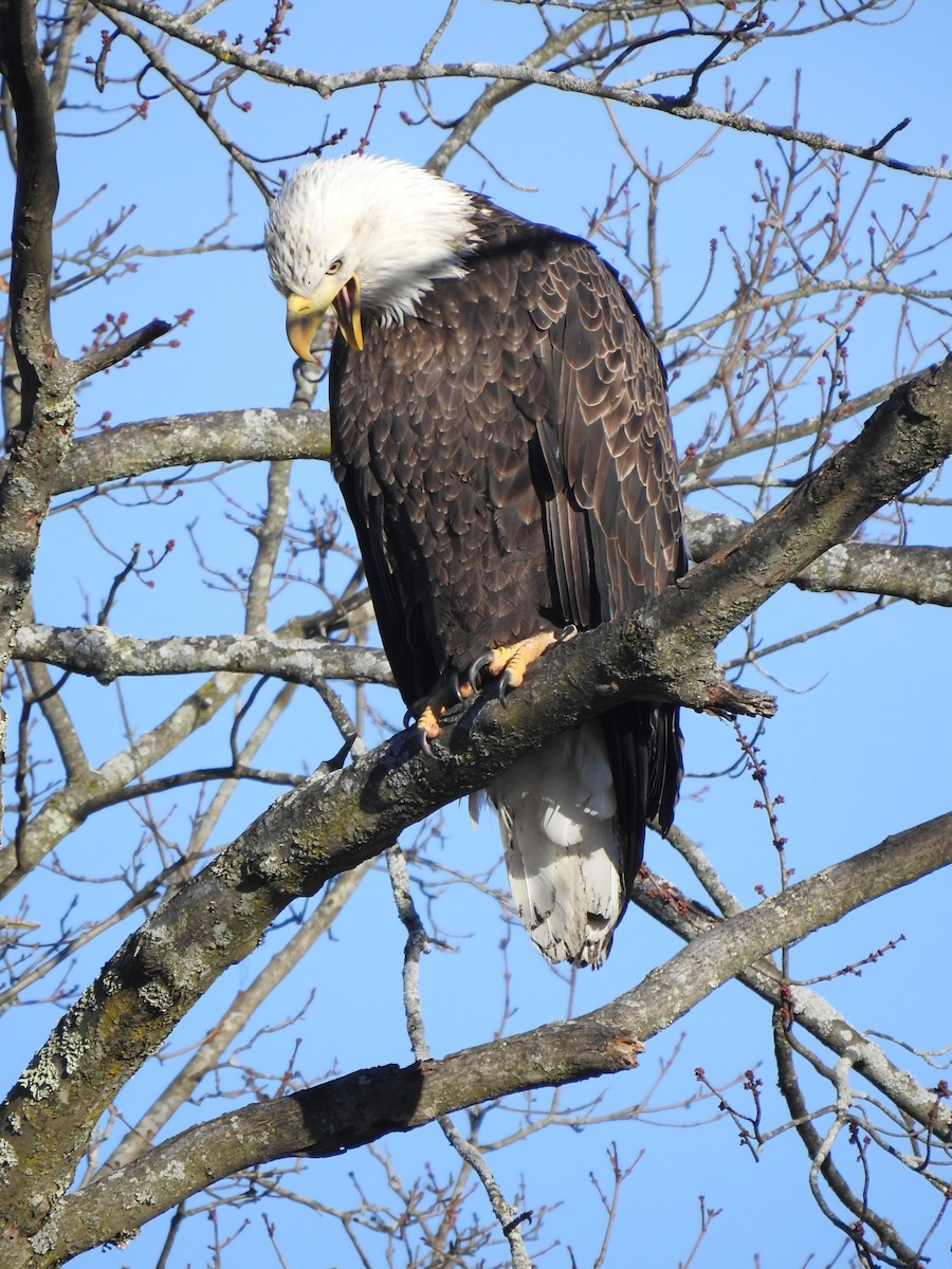 Pigargo Americano - ML645839367