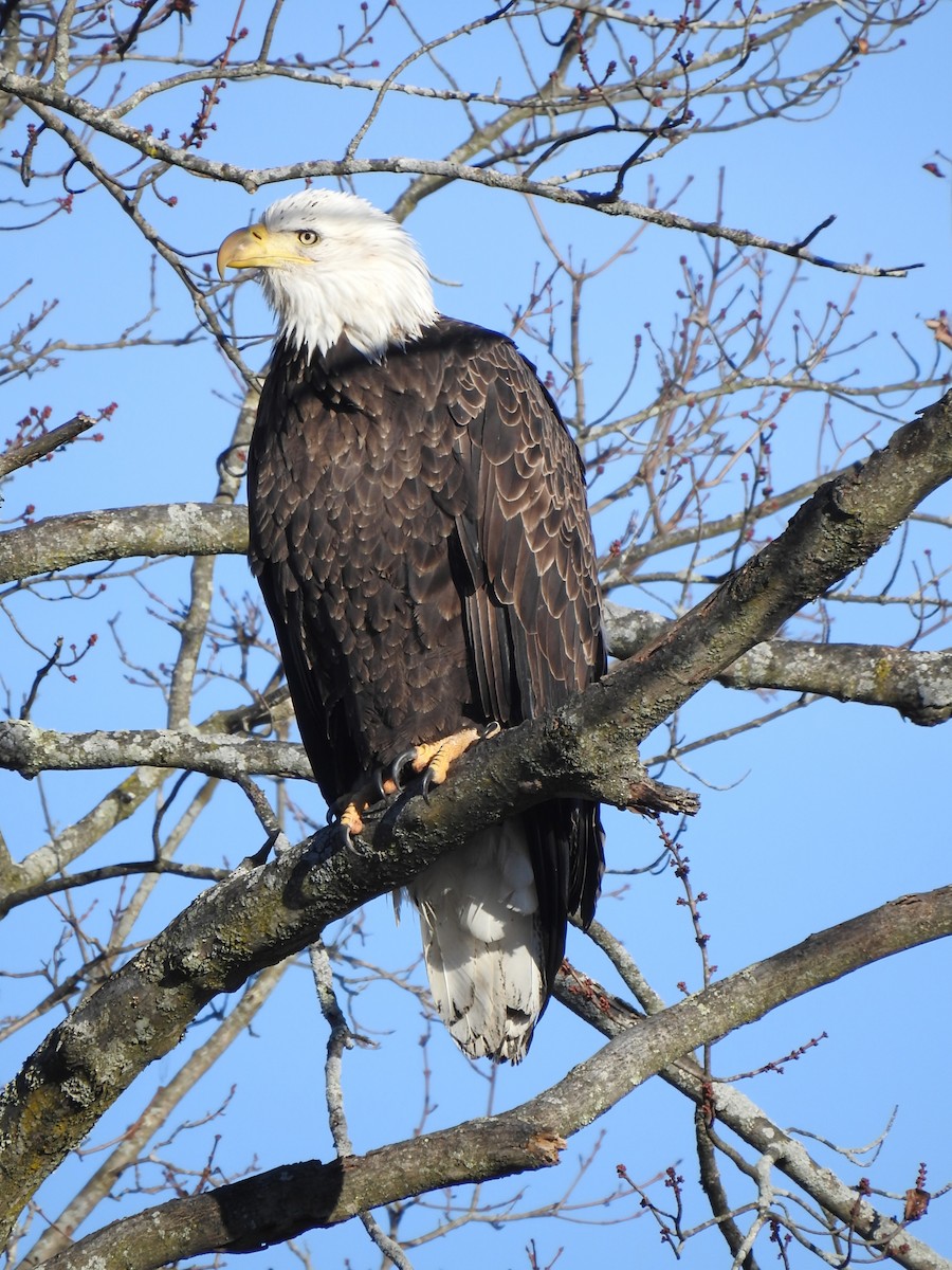 Pigargo Americano - ML645839368