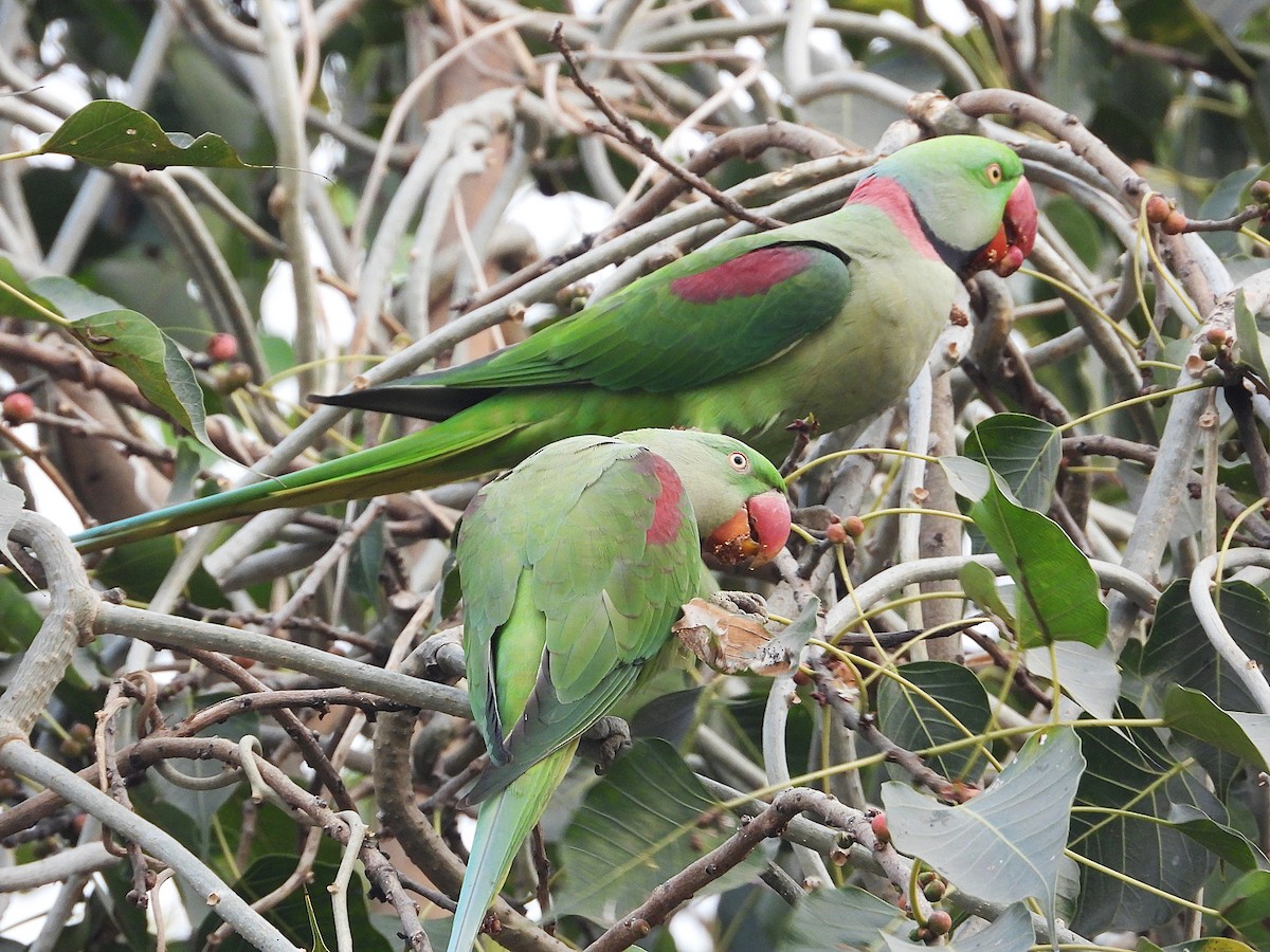 Cotorra Alejandrina - ML645839370