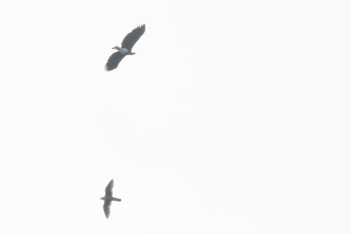 Pigarguillo Común - ML645839372