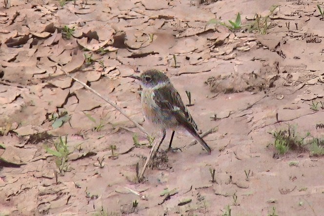 Tarabilla Canaria - ML645839373