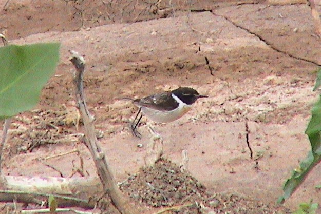 Tarabilla Canaria - ML645839374