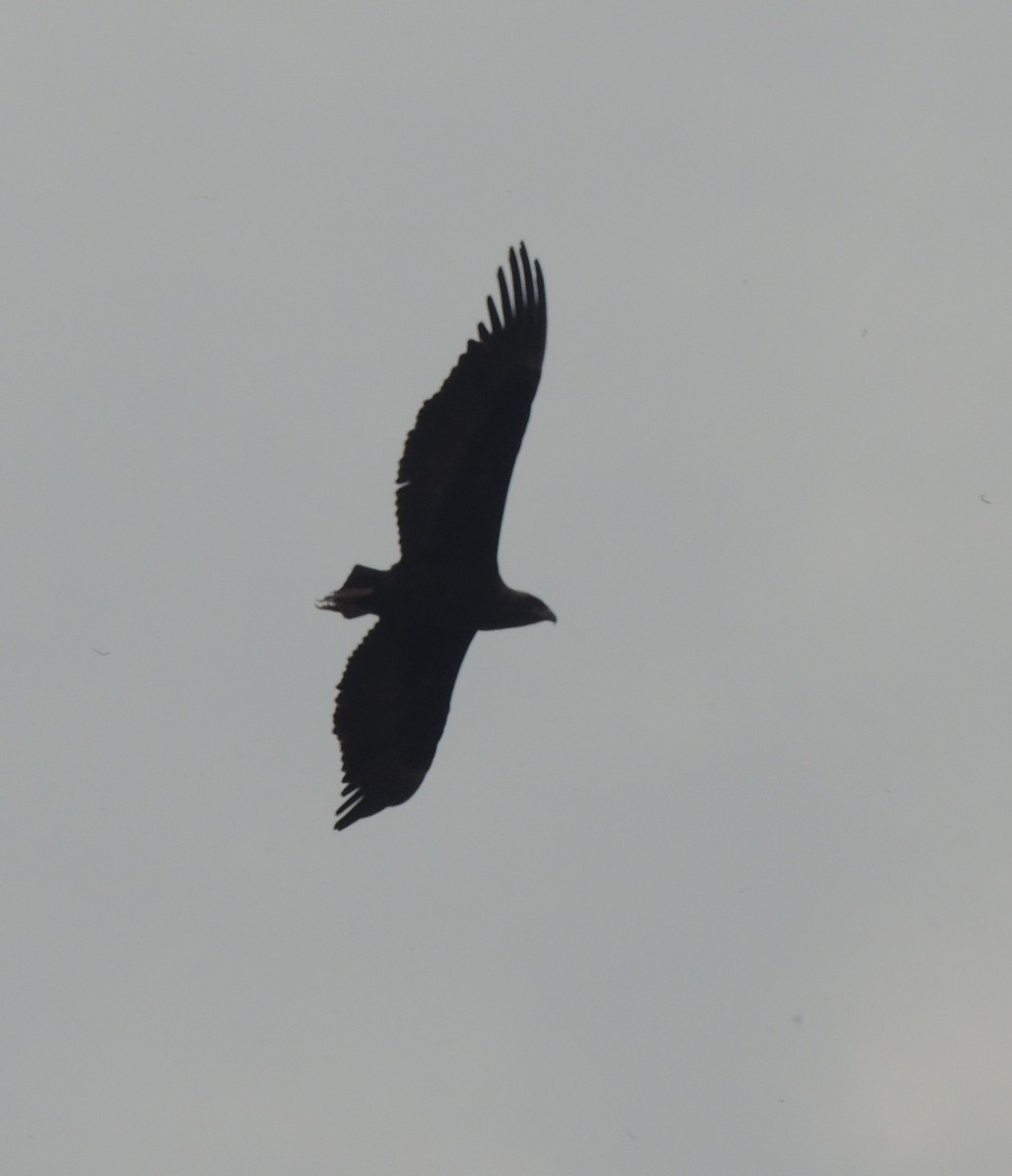 Bateleur - ML645839379