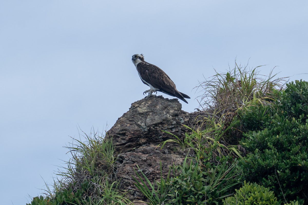 fiskeørn - ML645839383