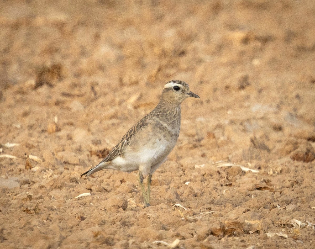 Eurasian Dotterel - ML645839387