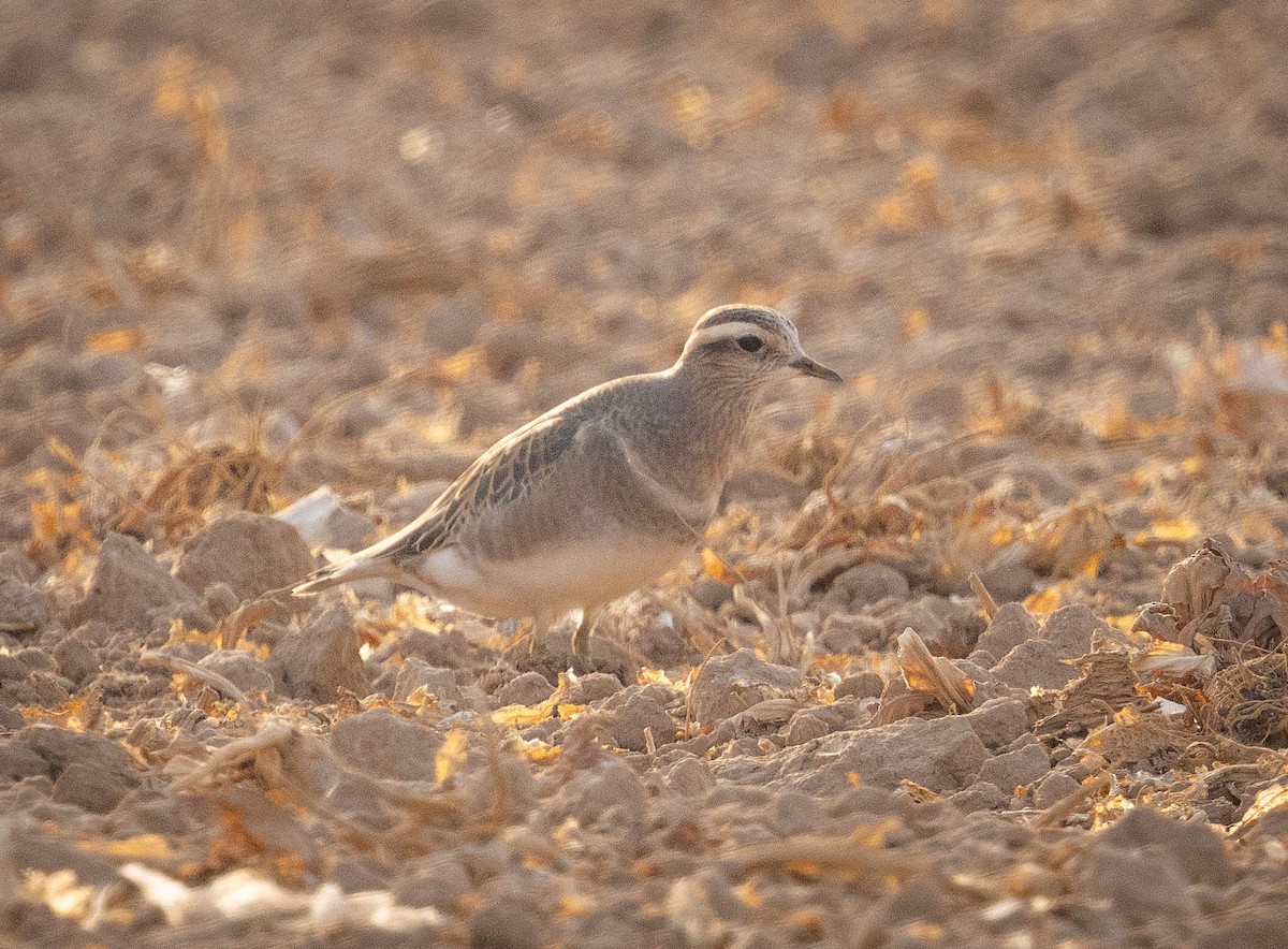 Eurasian Dotterel - ML645839388