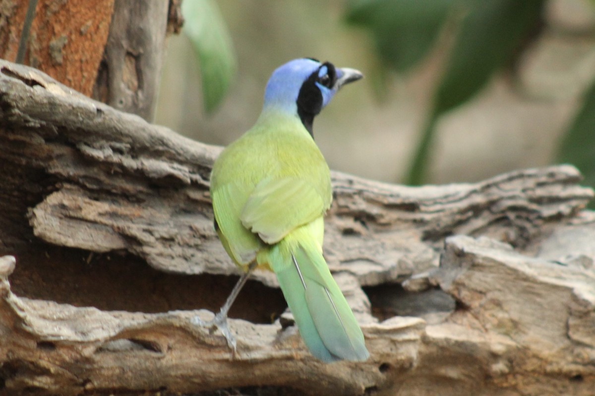 sojka zelenavá - ML645839430