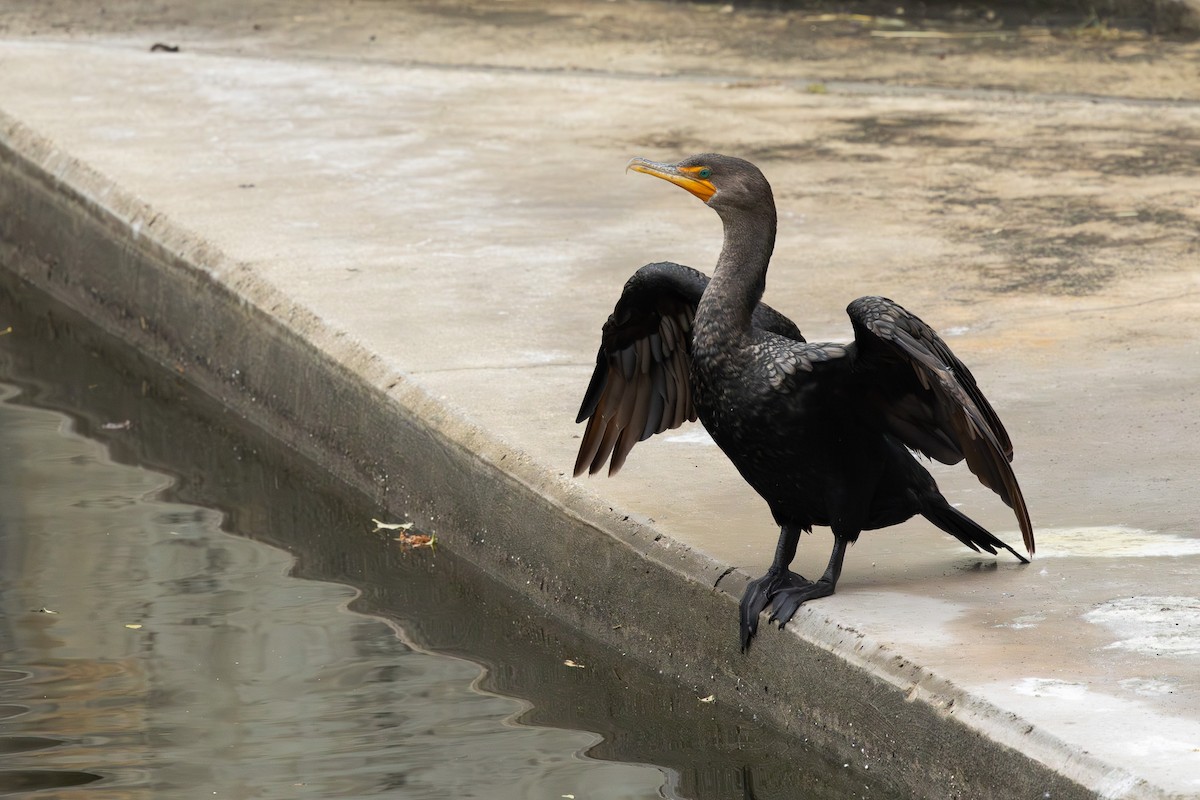 Cormoran à aigrettes - ML645839446