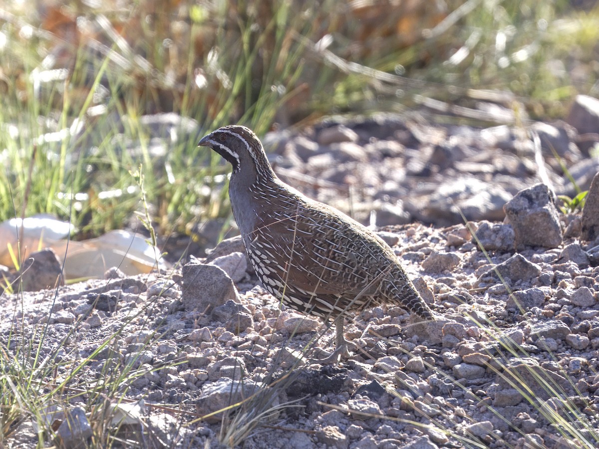 Madagascar Partridge - ML645839447