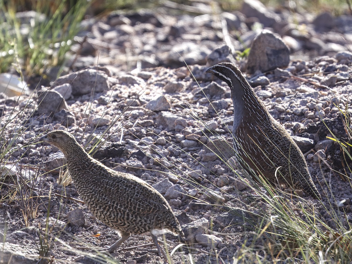 Madagascar Partridge - ML645839448