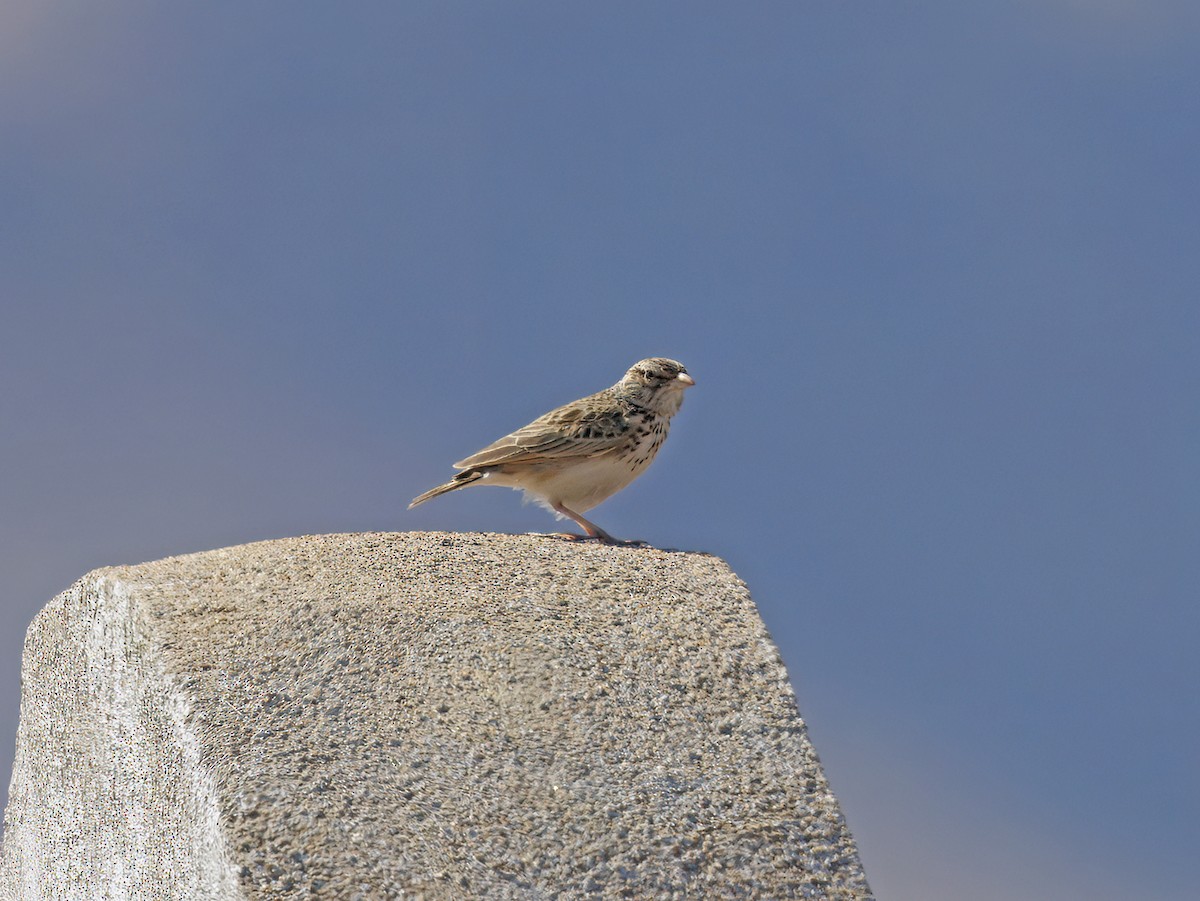 madagaskarlerke - ML645839452