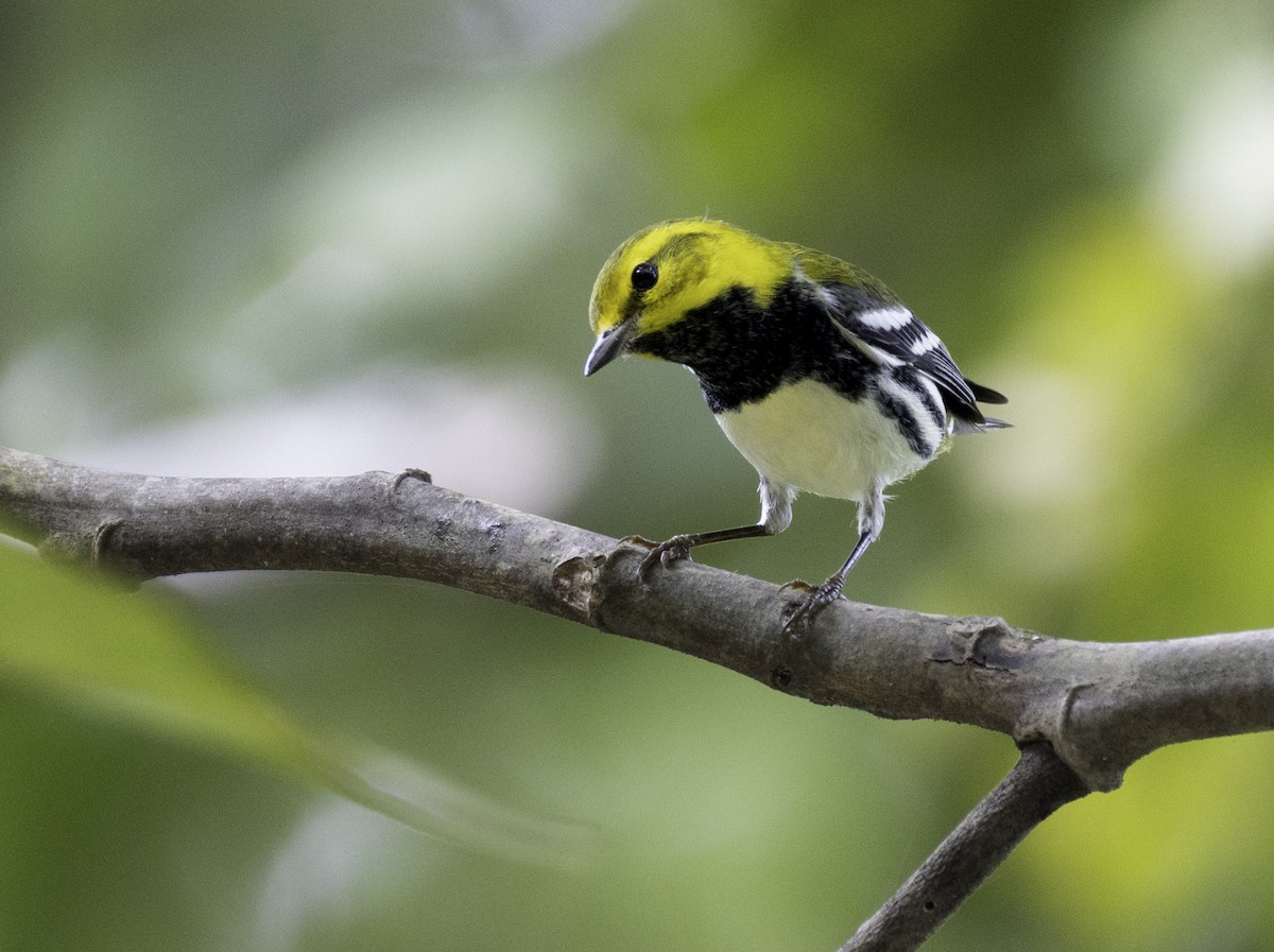 grønnparula - ML645839455