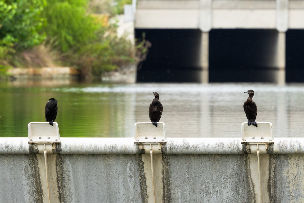 flodskarv - ML645839456