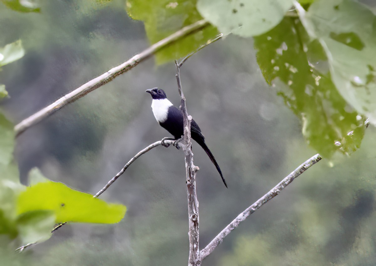 halsbåndstær - ML645839457