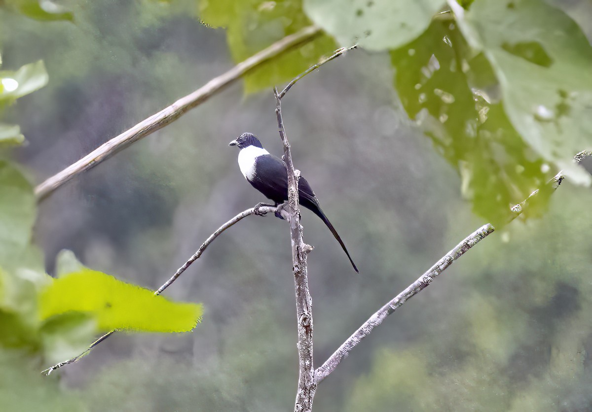 halsbåndstær - ML645839458