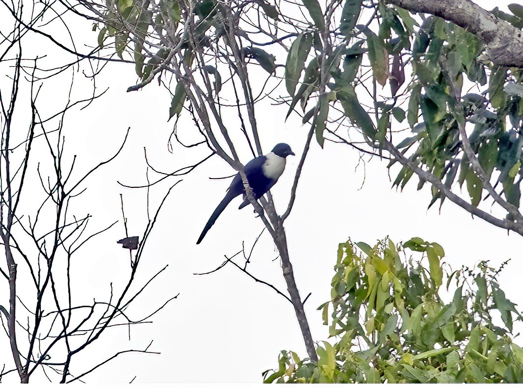 halsbåndstær - ML645839459