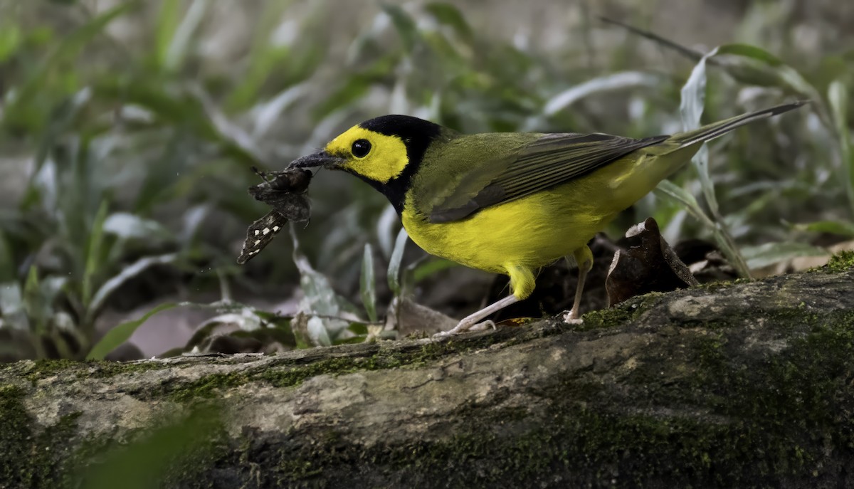 hetteparula - ML645839460