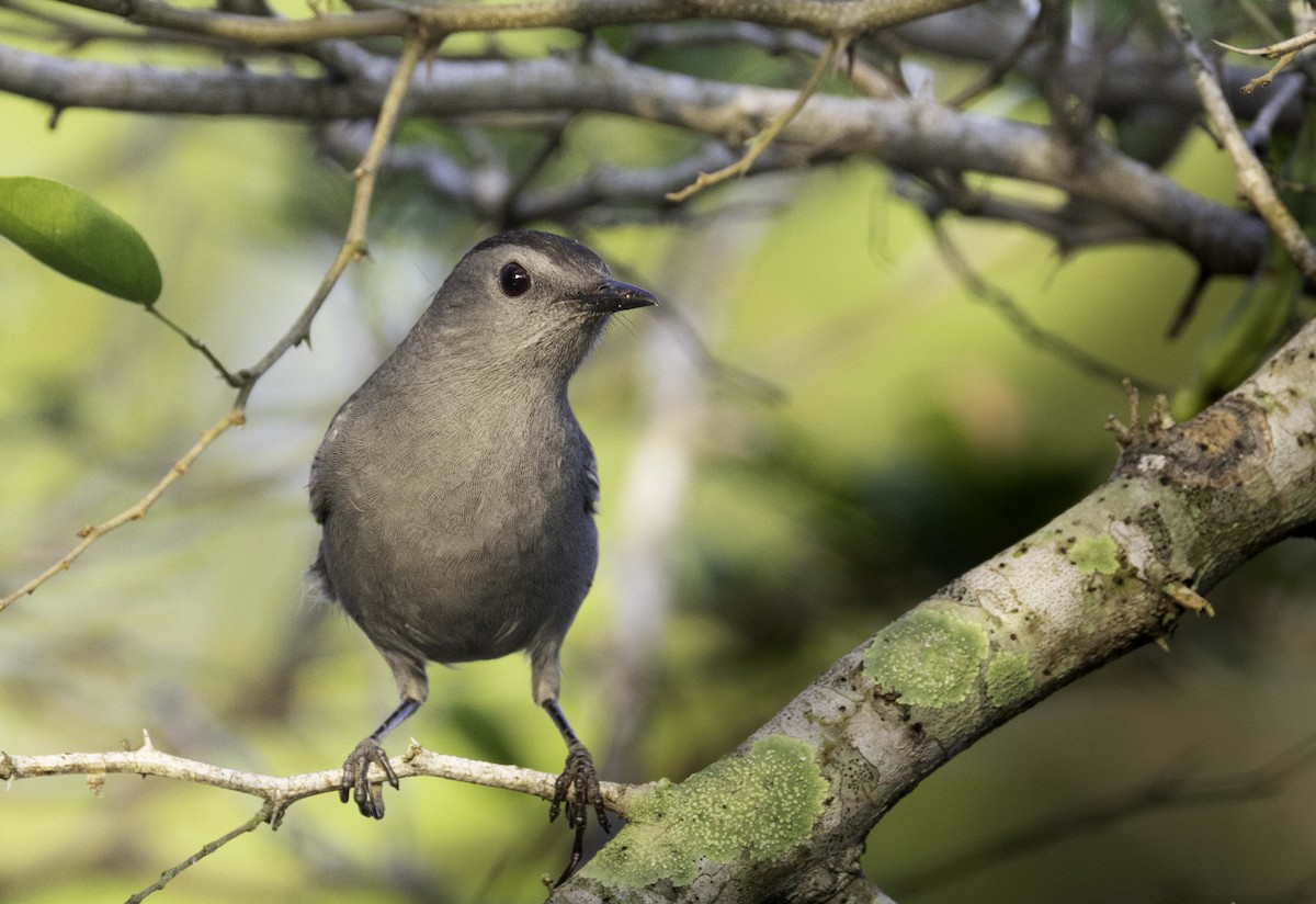 kattespottefugl - ML645839461