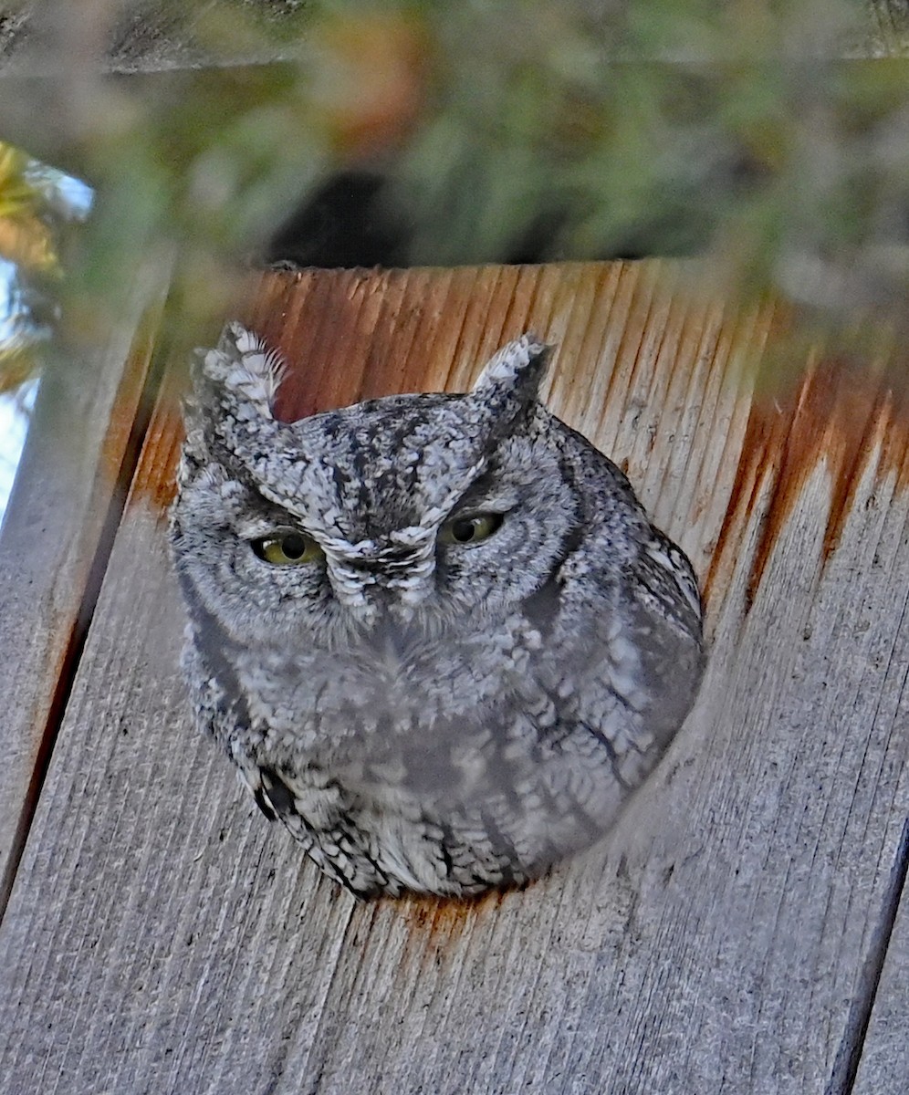 totemugle - ML645839462