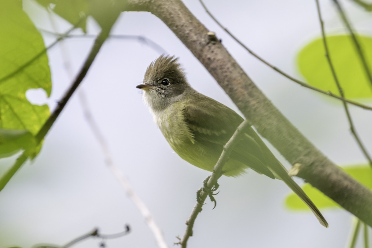 gulbukelenia - ML645839463