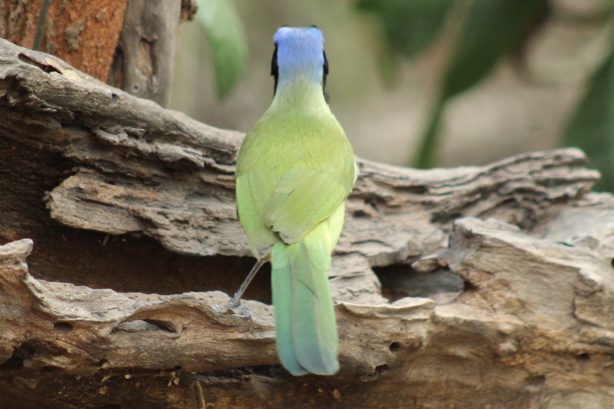 inkaskrike - ML645839464