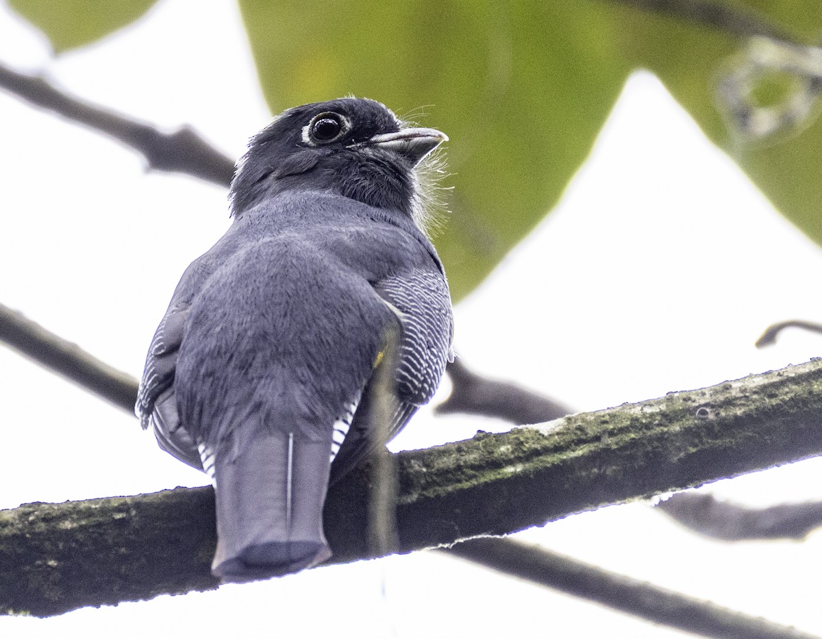 monokkeltrogon - ML645839466