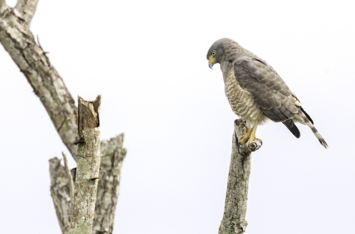 veivåk - ML645839467