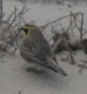 fjellerke - ML645839468