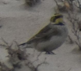 fjellerke - ML645839469