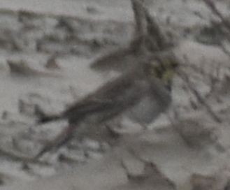 fjellerke - ML645839470