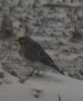 fjellerke - ML645839471