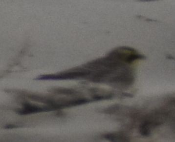 fjellerke - ML645839472