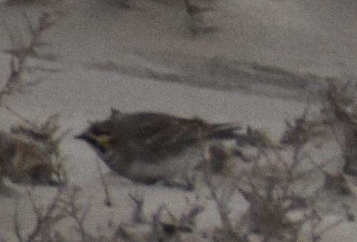 fjellerke - ML645839473