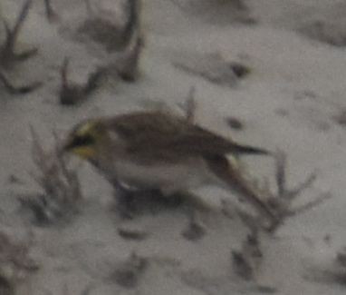 fjellerke - ML645839474