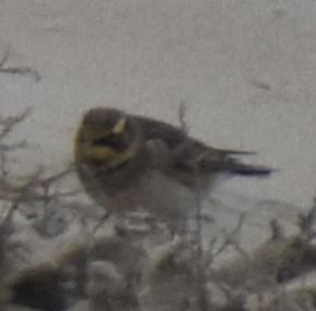 fjellerke - ML645839475