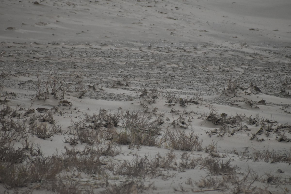 fjellerke - ML645839476