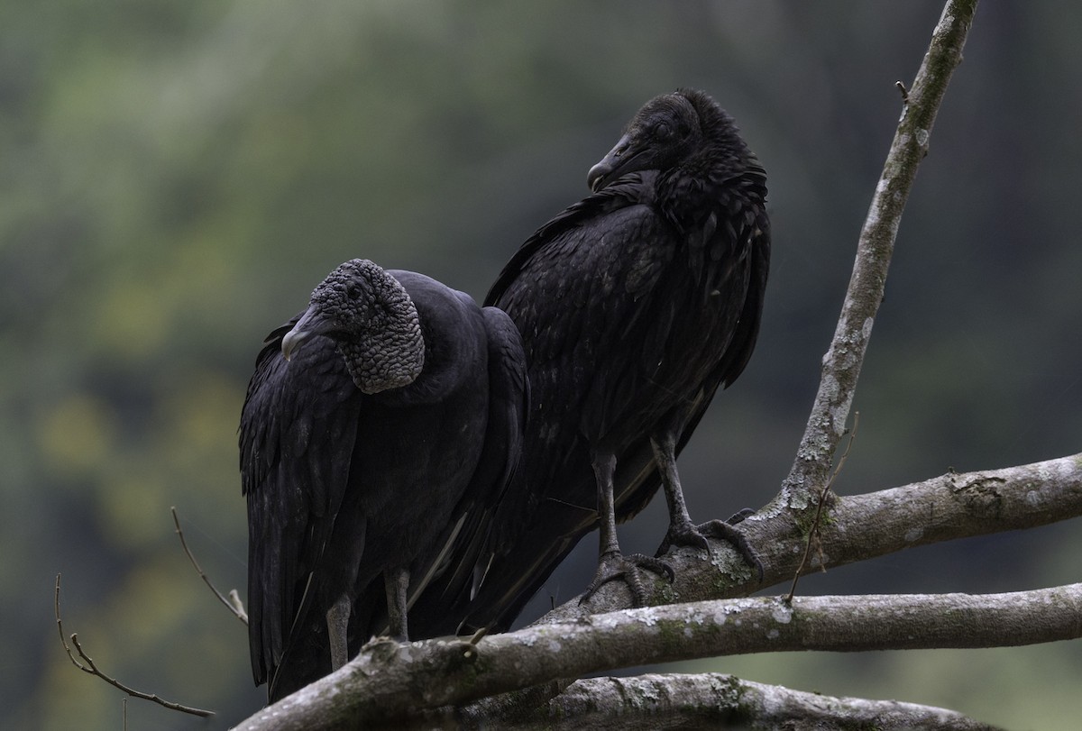 svartkondor - ML645839477