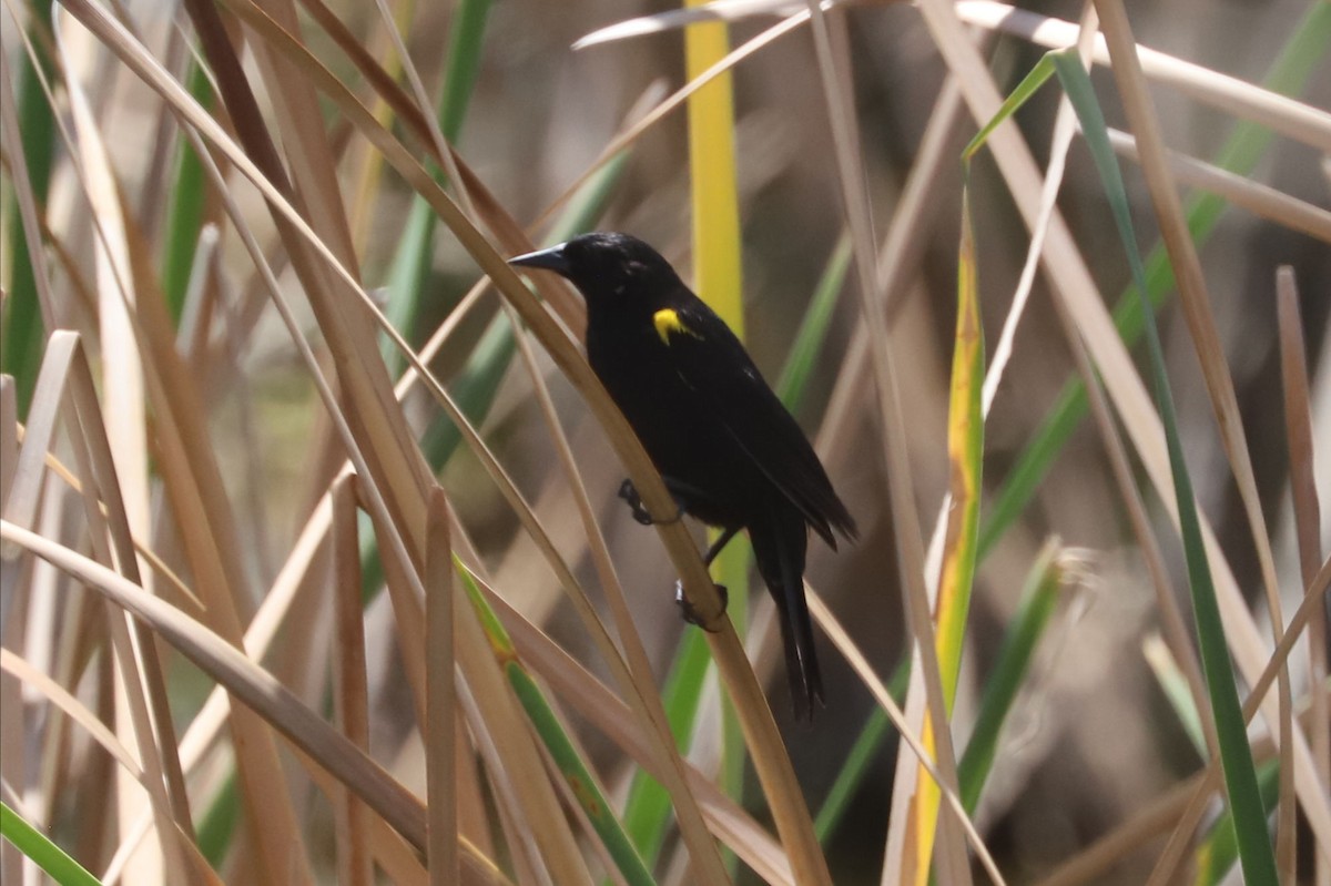 gulvingetrupial - ML645839480