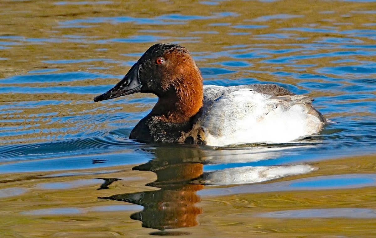 kanvasand - ML645839481