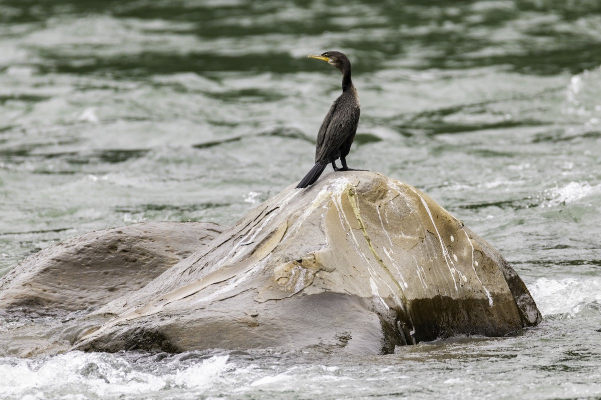 flodskarv - ML645839482