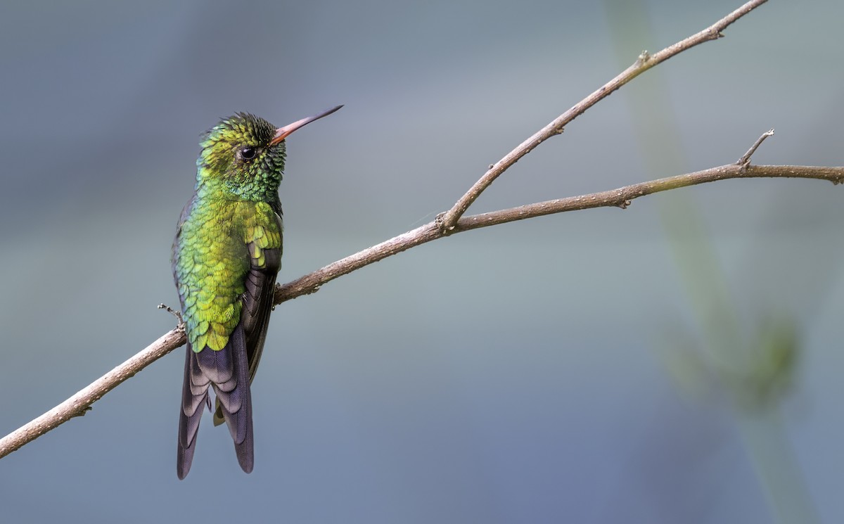 mayasmaragd - ML645839483